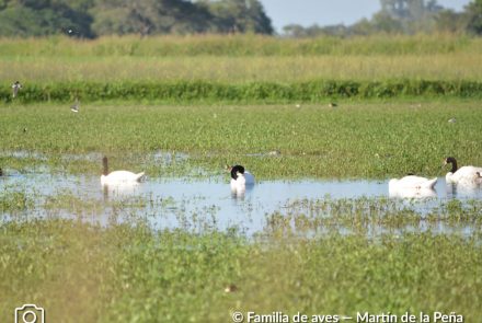 CISNE CUELLO NEGRO