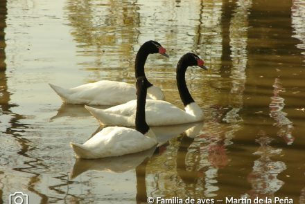 CISNE CUELLO NEGRO