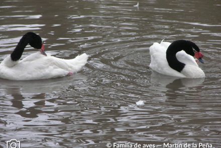 CISNE CUELLO NEGRO