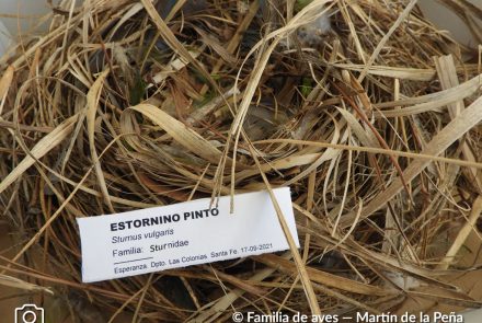 Estornino Pinto