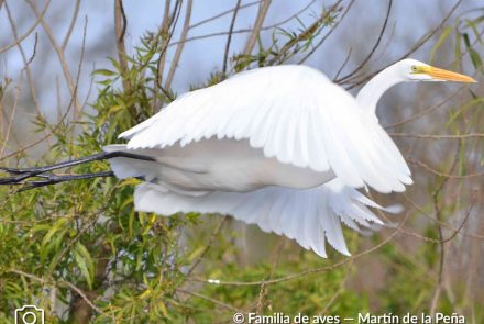 GARZA BLANCA