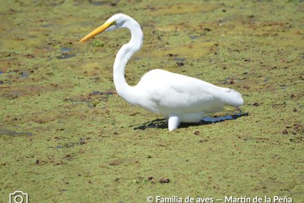 GARZA BLANCA