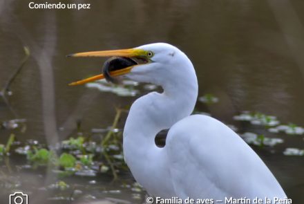 GARZA BLANCA