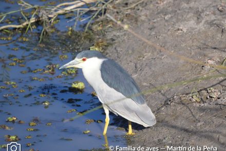 GARZA BRUJA