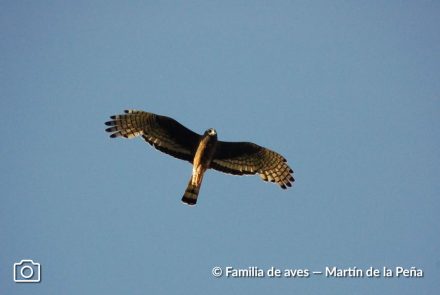 GAVILÁN PLANEADOR