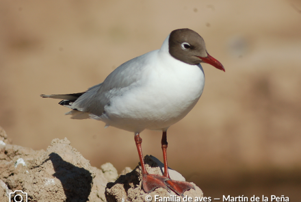 GAVIOTA CAPUCHO CAFÉ