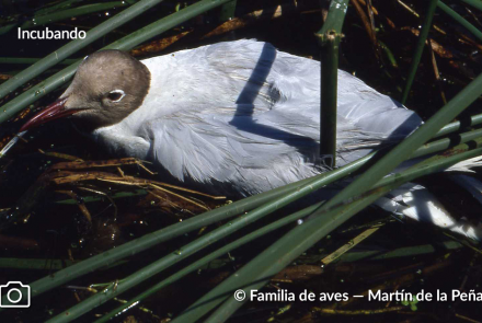 GAVIOTA CAPUCHO CAFÉ