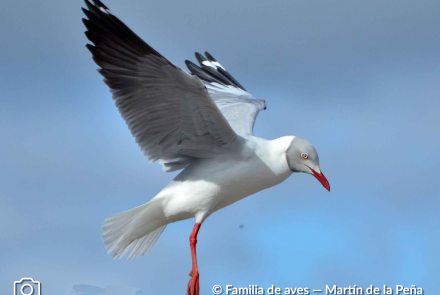 GAVIOTA CAPUCHO GRIS