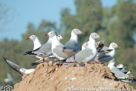 GAVIOTA CAPUCHO GRIS