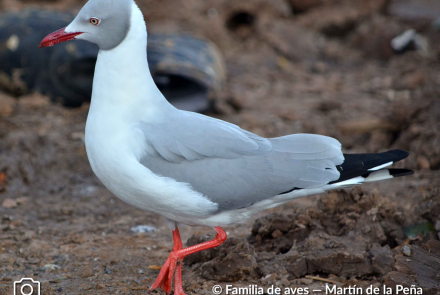 GAVIOTA CAPUCHO GRIS