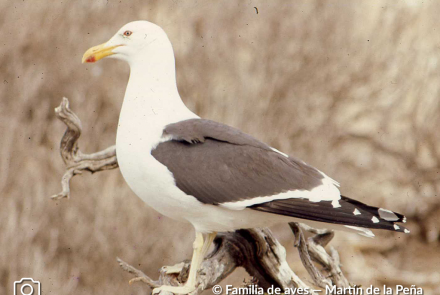 GAVIOTA COCINERA