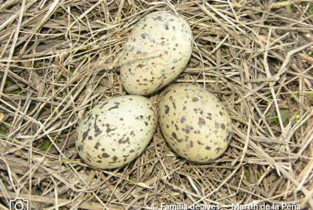 GAVIOTA COCINERA