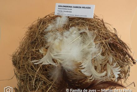 Golondrina Cabeza Rojiza