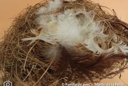 Golondrina Cabeza Rojiza