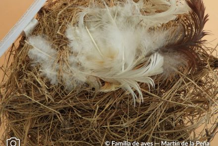 Golondrina Cabeza Rojiza