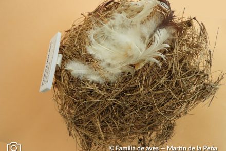 Golondrina Cabeza Rojiza