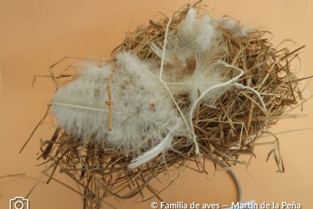 Golondrina Cabeza Rojiza