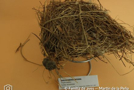 Golondrina Negra