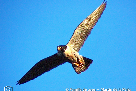 HALCÓN  PEREGRINO