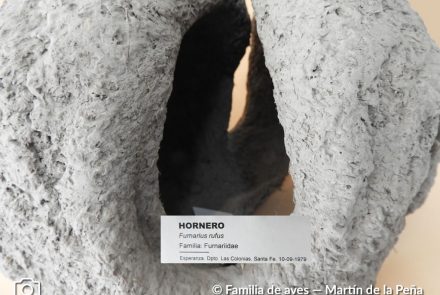 Hornero (deforme)