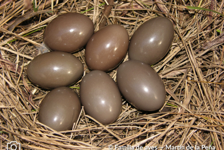 INAMBÚ CAMPESTRE