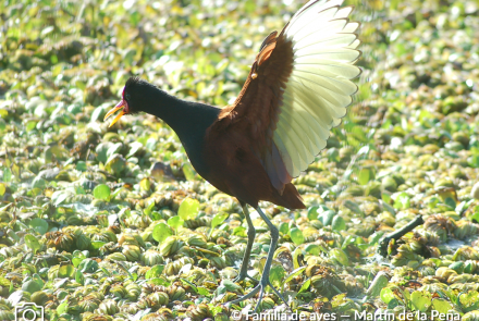 JACANA