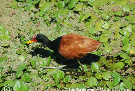 JACANA