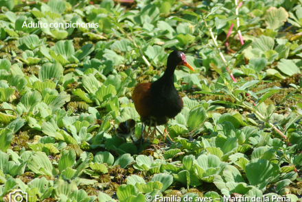 JACANA