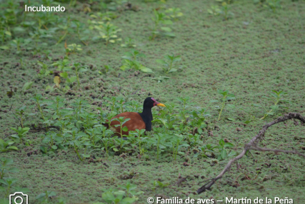 JACANA