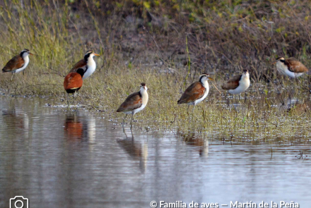 JACANA