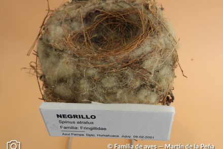 Negrillo