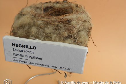 Negrillo