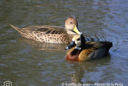 PATO MAICERO