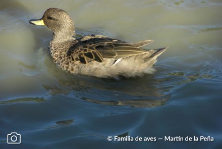 PATO BARCINO