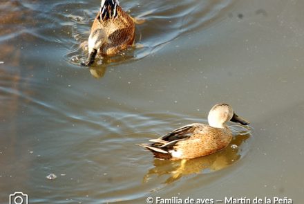 PATO CUCHARA