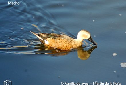 PATO CUCHARA