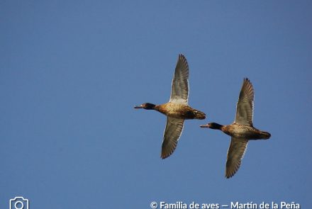 PATO CABEZA NEGRA