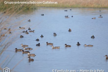 PATO CABEZA NEGRA