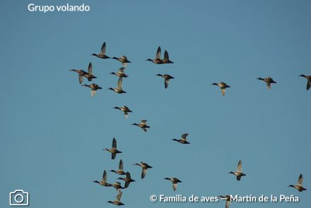 PATO CABEZA NEGRA