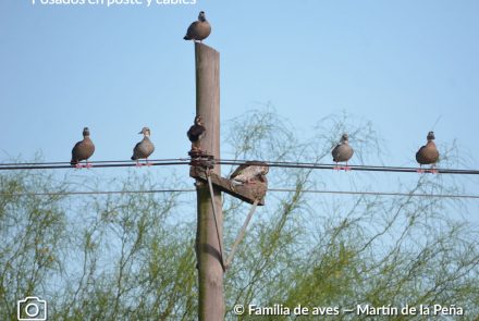 PATO DE COLLAR