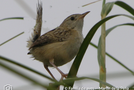 RATONA APERDIZADA