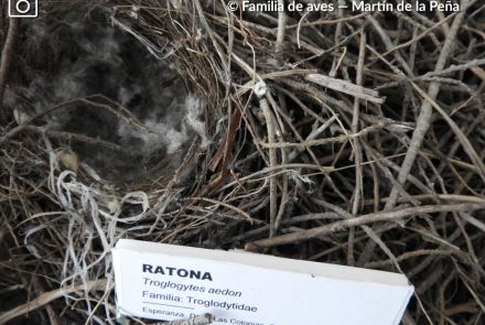 Ratona