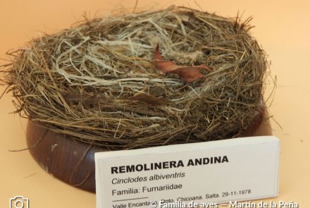 Remolinera Andina