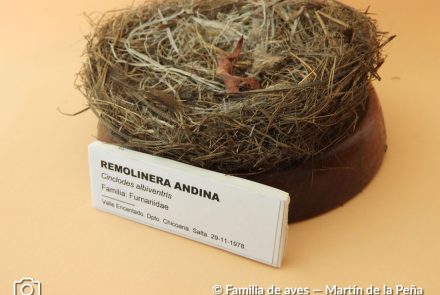 Remolinera Andina