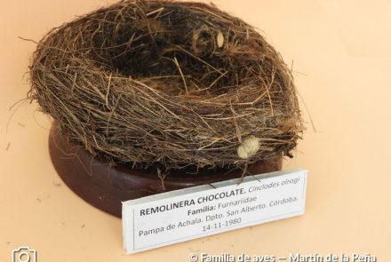 Remolinera Chocolate