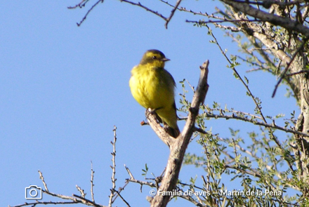 SUIRIRÍ AMARILLO