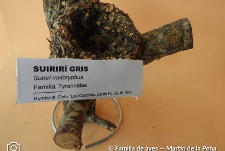 Suirirí Gris