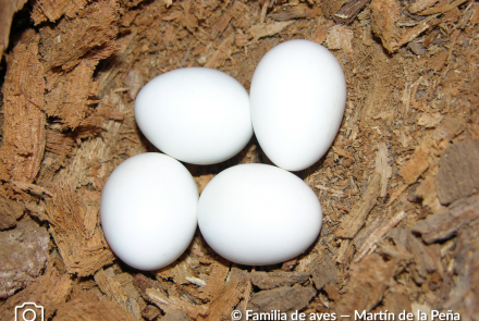 SURUCUÁ COLA BLANCA