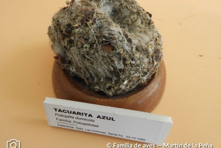 Tacuarita Azul