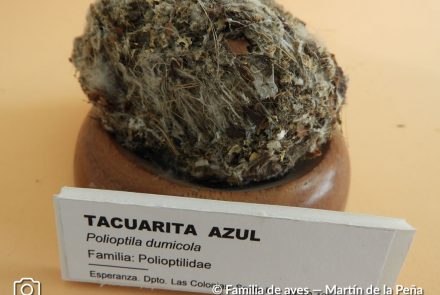 Tacuarita Azul